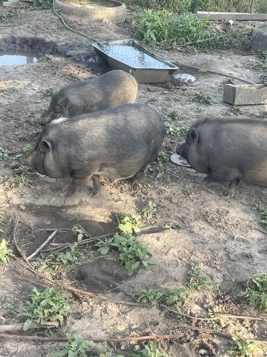 Вьетнамские свиньи тушкой