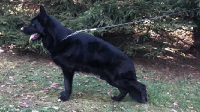 Owczarek niemiecki czarny