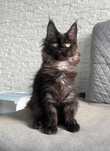 Kotka Maine Coon - Delia