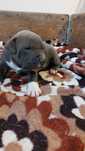 American Staffordshire Terrier Amstaff Pies