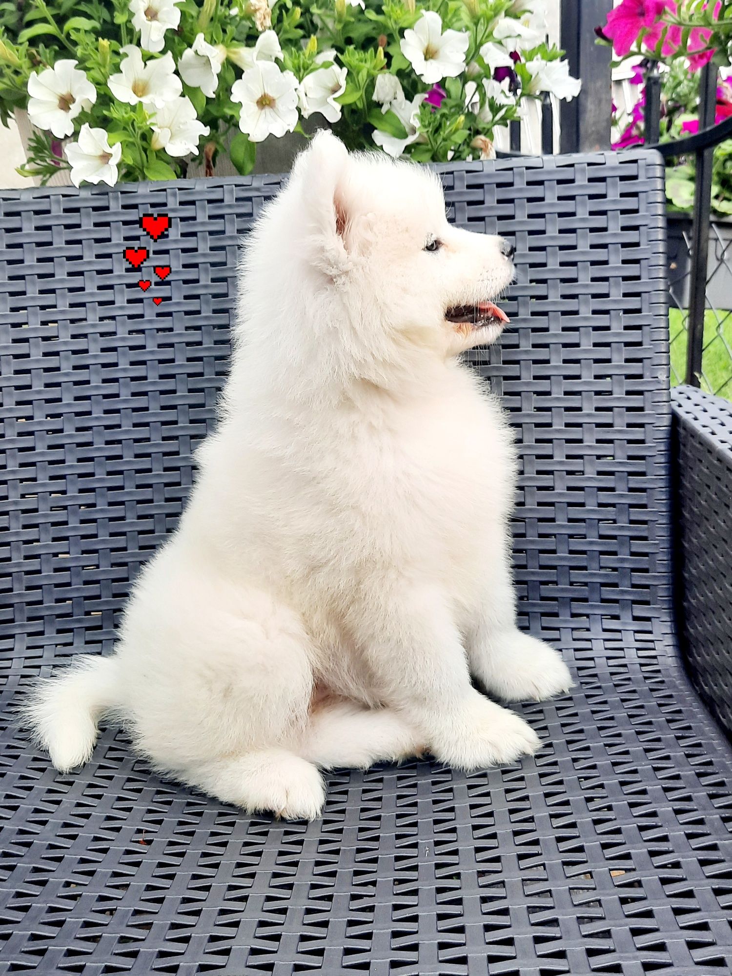 Samoyed typ misia chłopiec