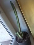 kaktus echinopsis lageniformis