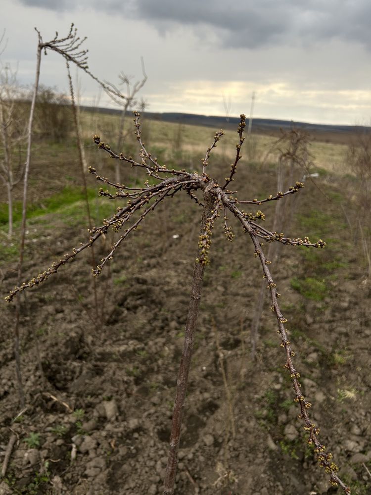 Черемха на штамбі біла