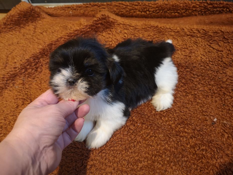 ** SUCZKA **Shih tzu szczeniaczek. Z domowej hodowli. Zapowiedz miotu.