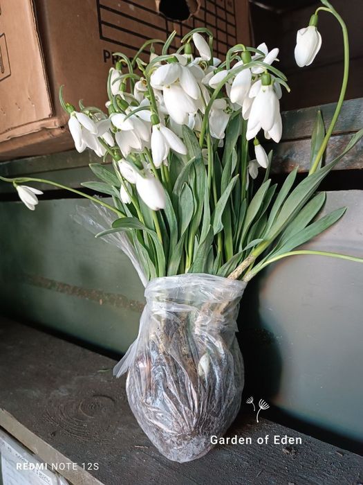 Луковицы первоцвета. Голлантус