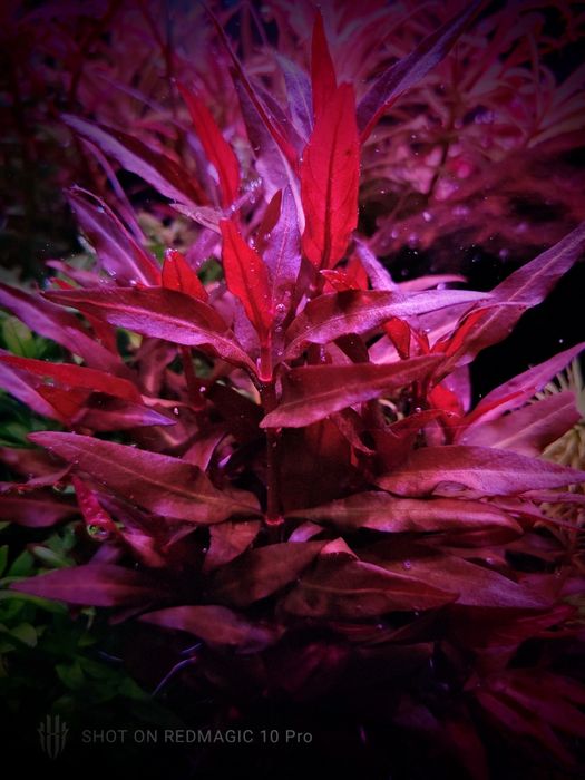 Akwarium Oświetlenie LED Projekt+Materiały