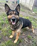 Goran owczarek niemiecki do adopcji Kalisz Wroclaw Poznan Lódź