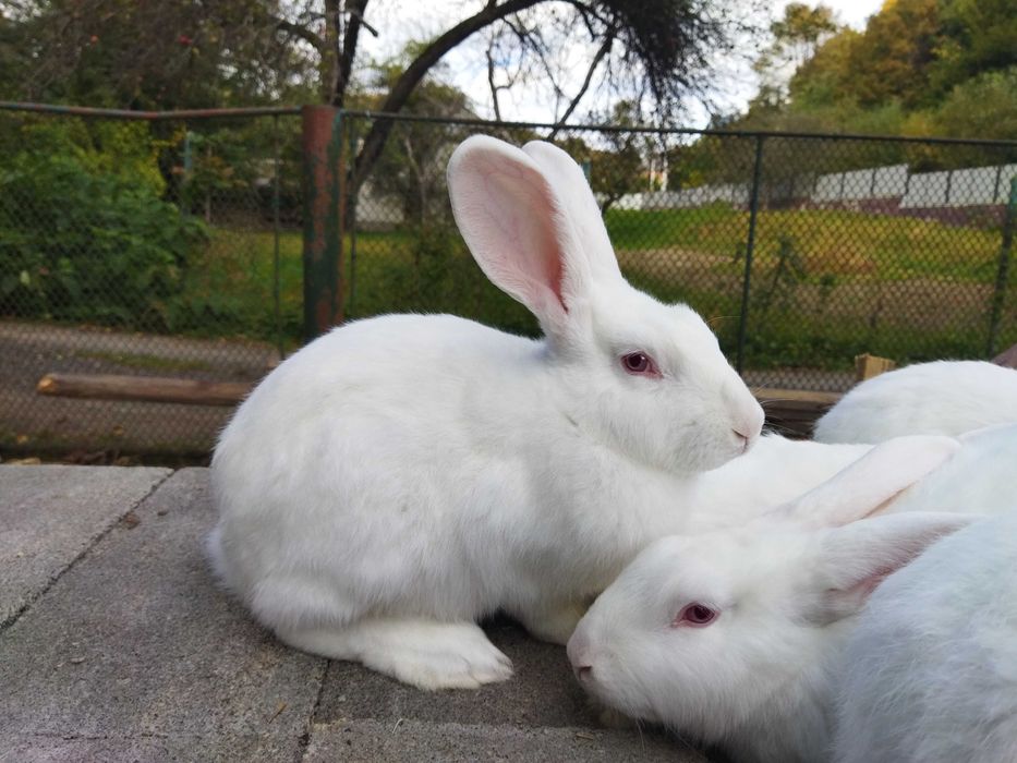 Кролики різного віку