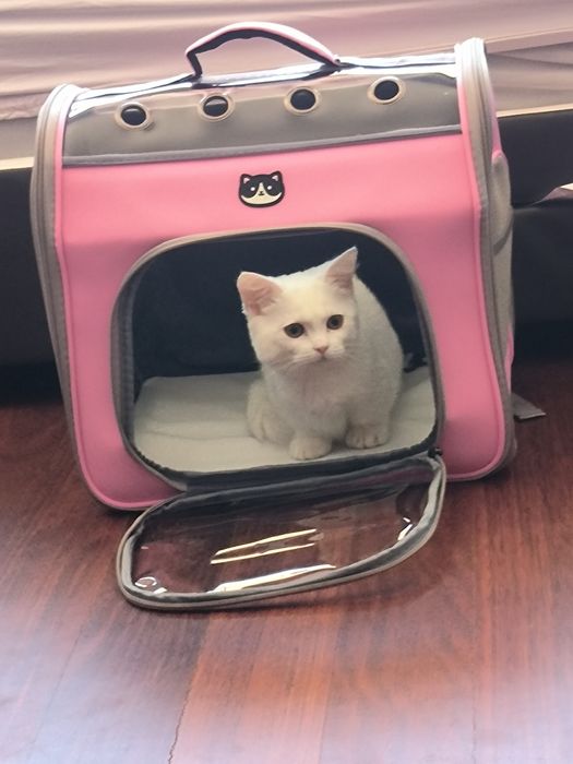 Vendo Mochila de transporte para gato ou cão