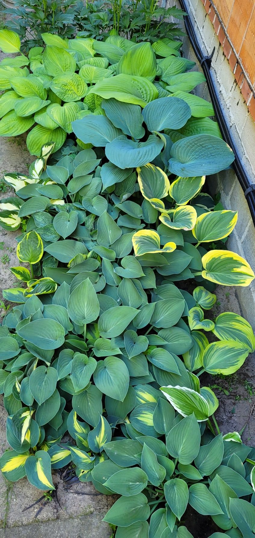 Hosta,  funkia sadzonki różne odmiany