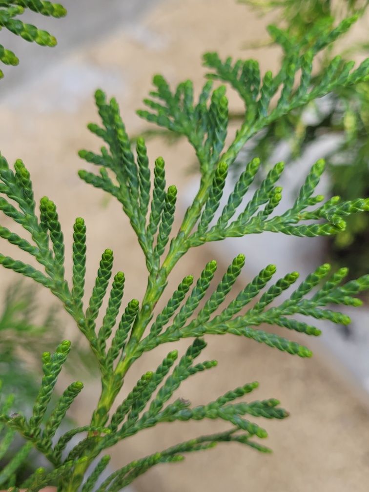 Thuja tuja Martin 1m ładniejsza niż Brabant piękny żywopłot PROMOCJA