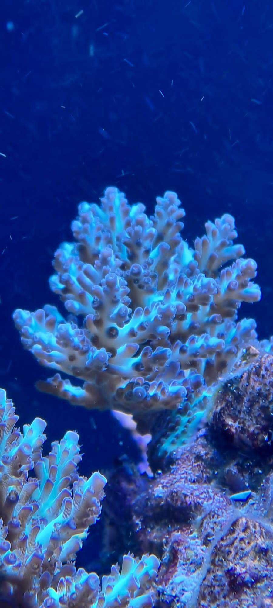 Szczepki acropora,sps Mysłowice-Woj.śląskie