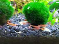 Krewetki Red Cherry