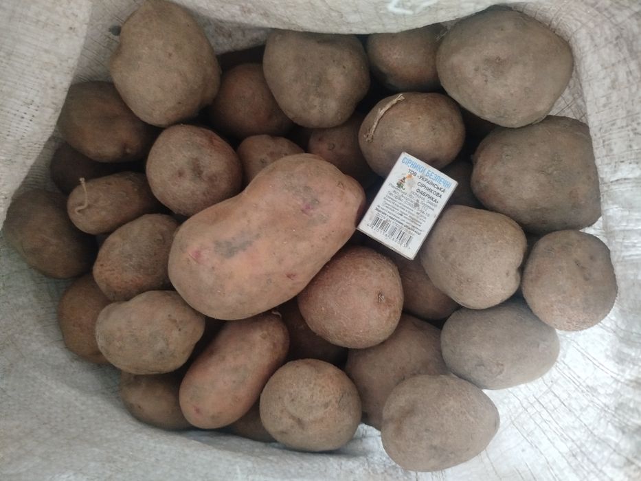 Продам домашню картоплю