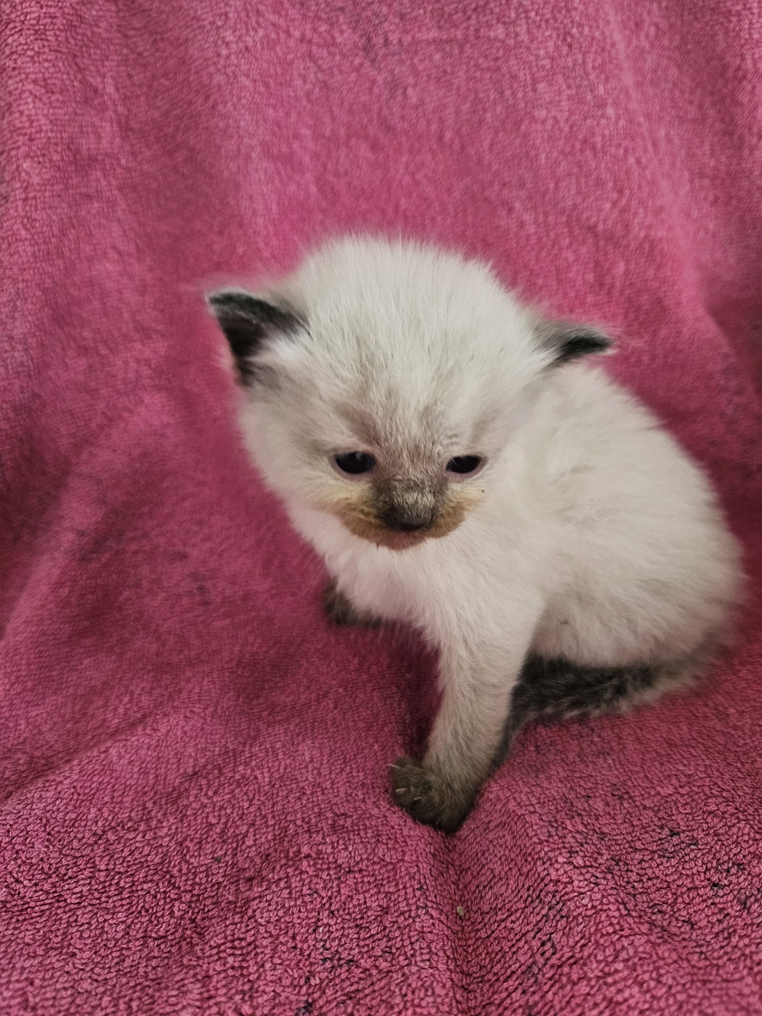 Ragdoll szuka domku