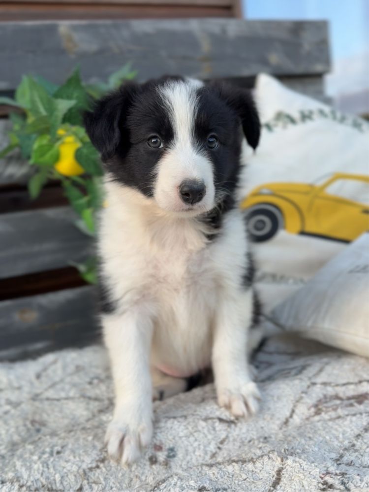 2 miesieczna suczka Border Collie