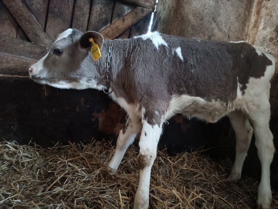 2 Jałoszki Mięsna Siwa jałówka cielak czerwona SM i hf