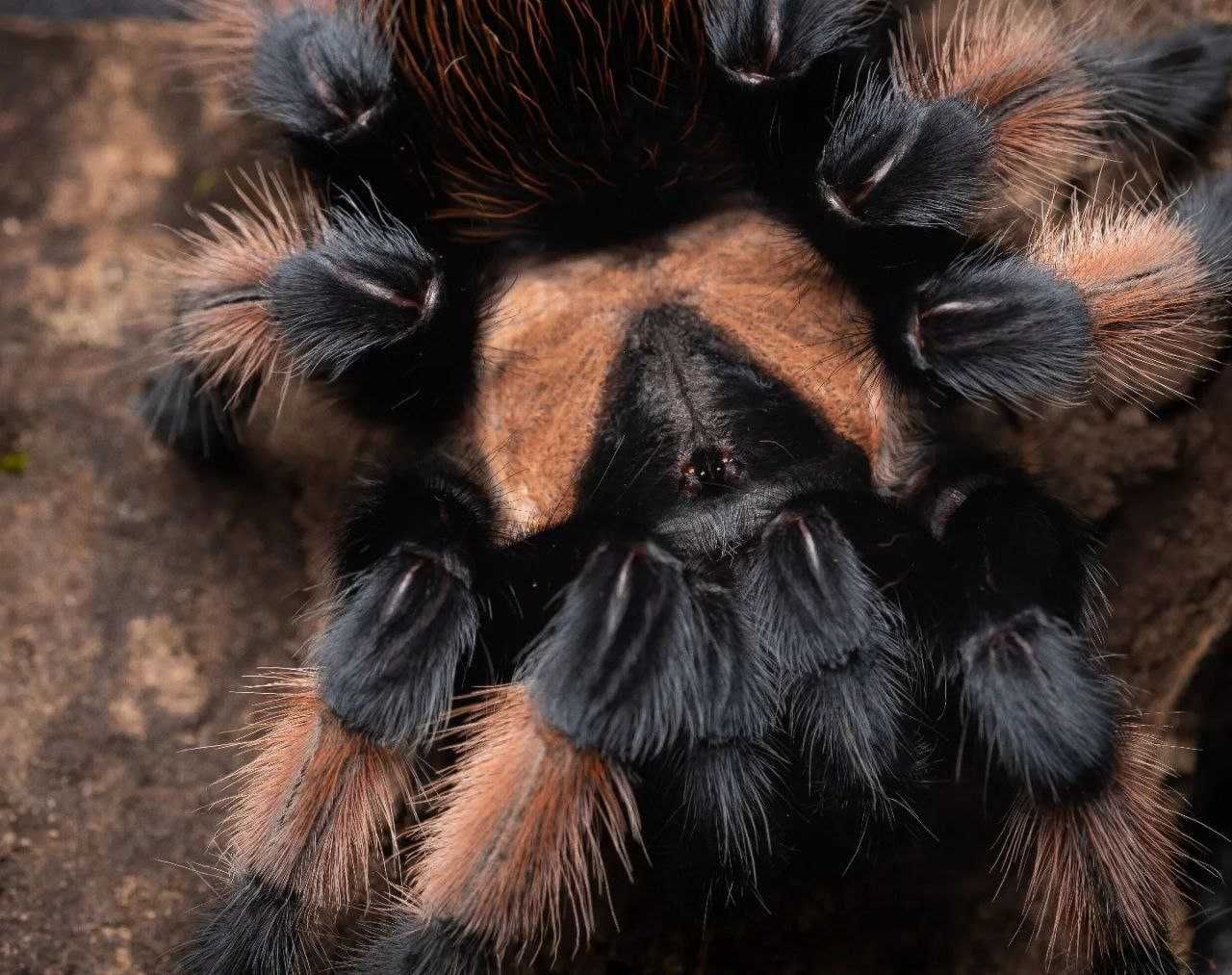 Brachypelma emilia самка павука птахоїда для новачків