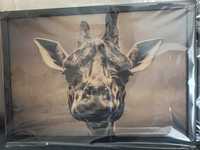 Żyrafa plakat oprawiony w czarną ramę 39*55