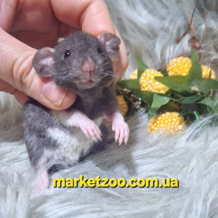 Дівчинка Дамбо Рекс – жива копія Міккі Мауса!