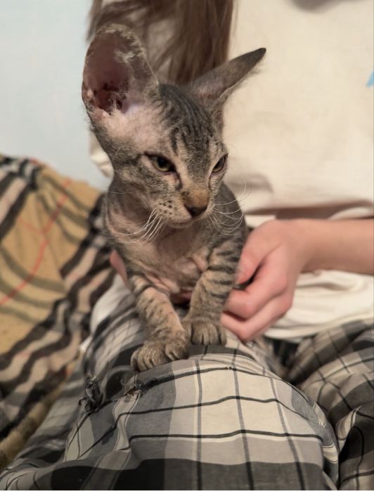 Коты Канадский Сфинкс