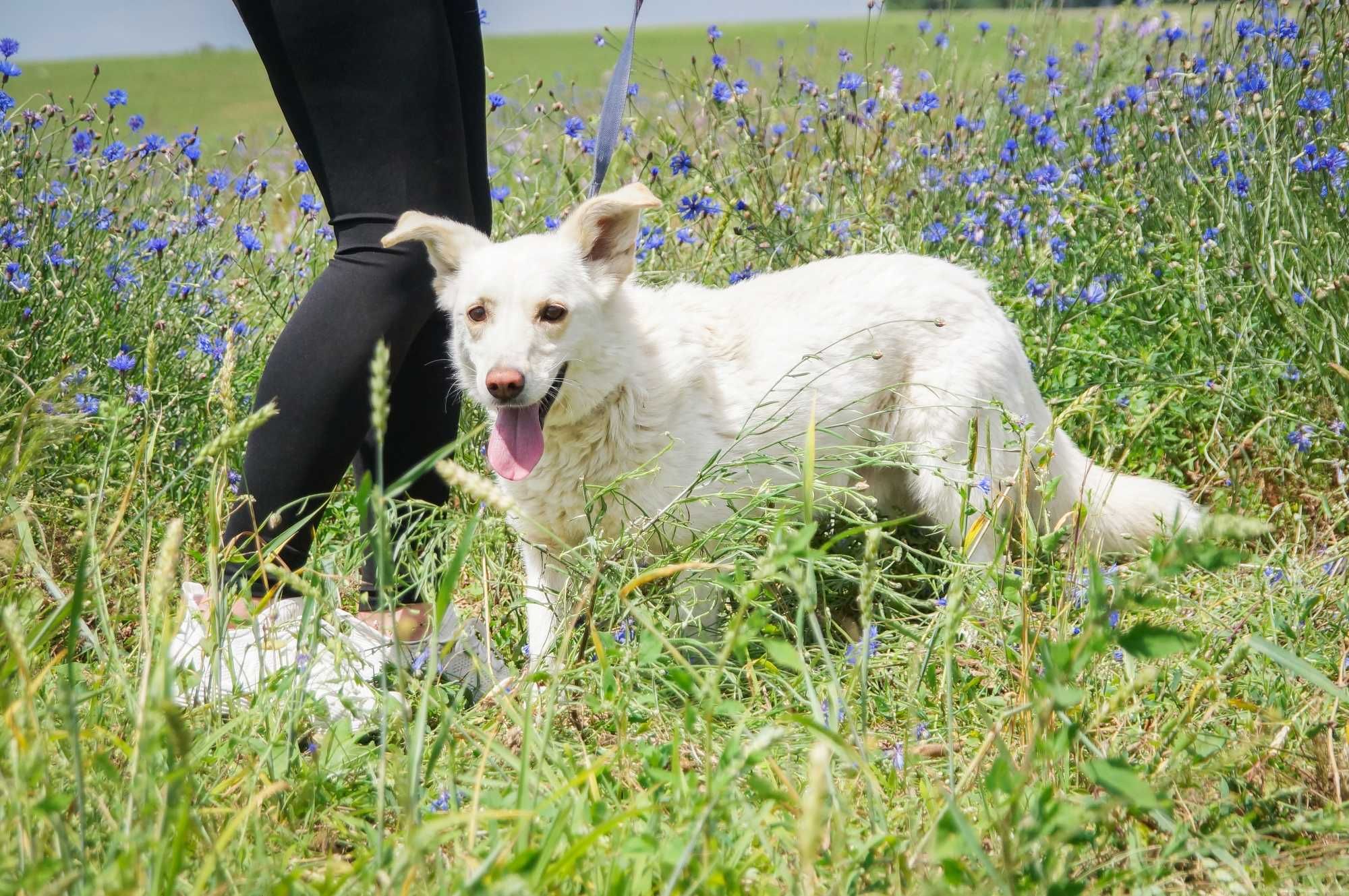 Enter- psiak w typie białego corgi do odpowiedzialnej adopcji.