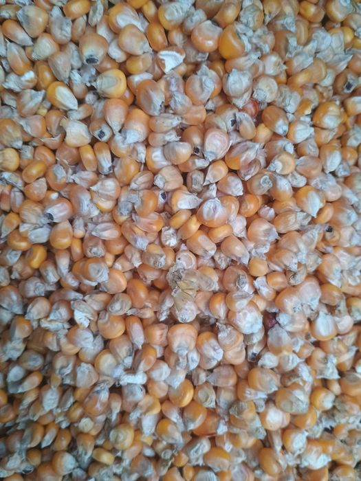 Sprzedam suchą kukurydzę