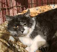Kotek Zibi FELV+(nosiciel białaczki) potrzebuje domku