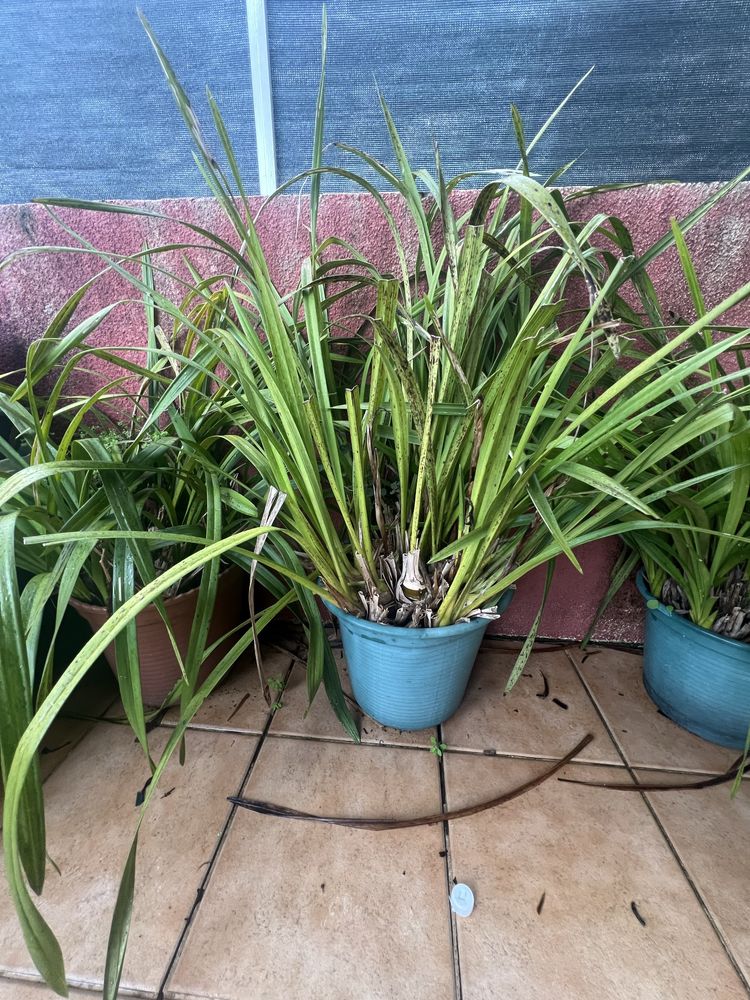 Vasos  de orquideas