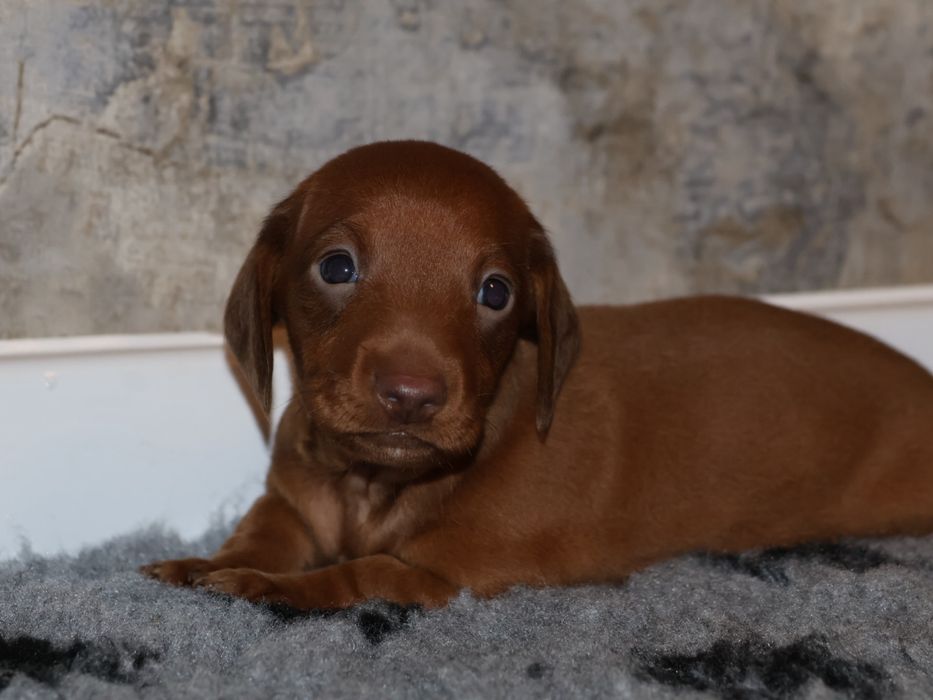 Jamnik Miniaturowy Jasno czekoladowy Piesek