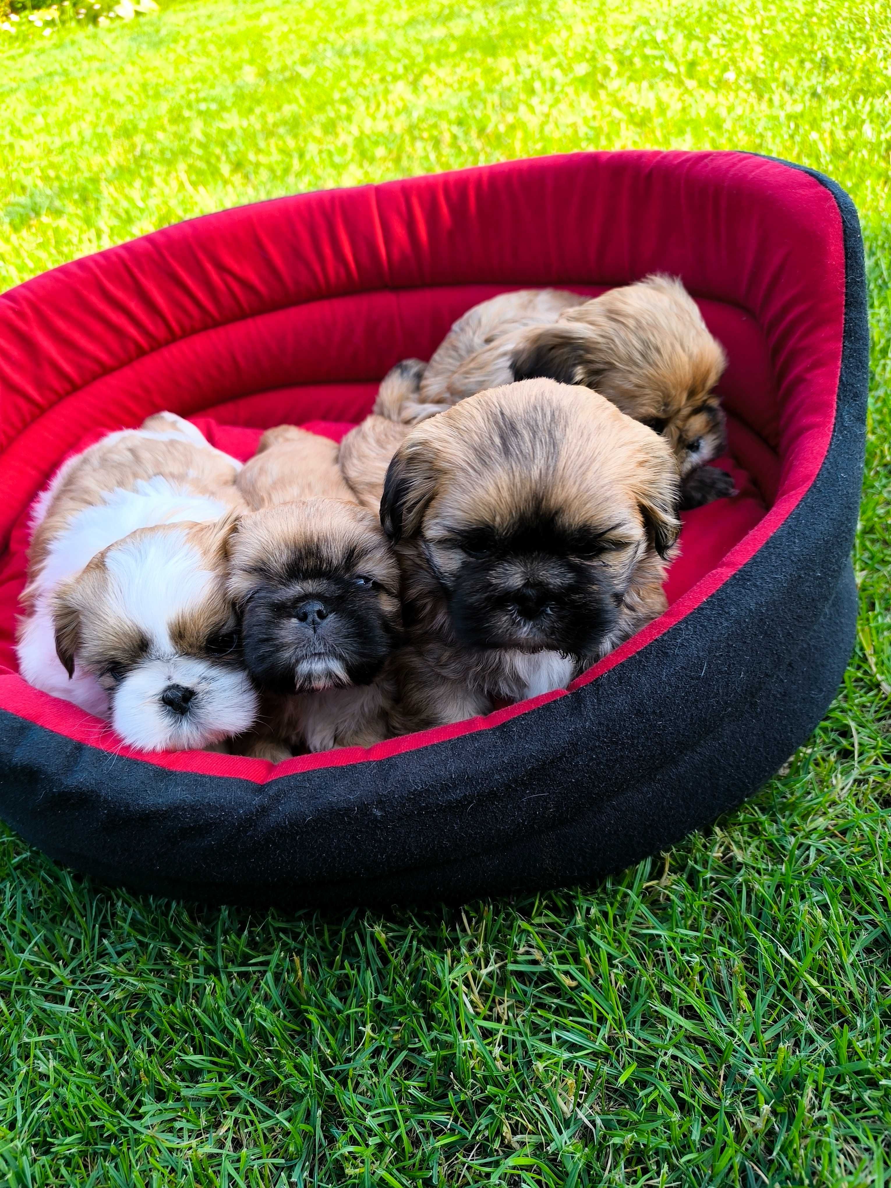 Shih tzu (piesek) gotowy do odbioru