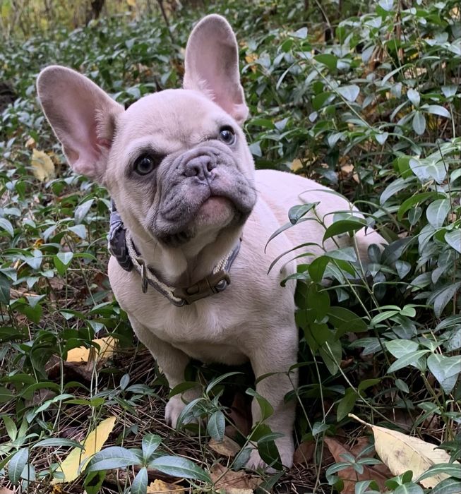 Красуня.Любить подорожі в авто.Вік 4 міс.