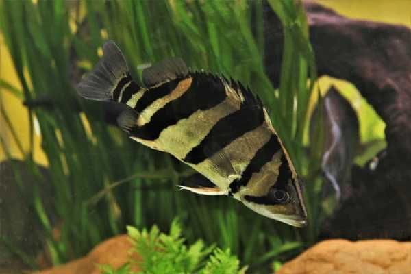 Strzępiel Azjatycki - Datnioides Microlepis