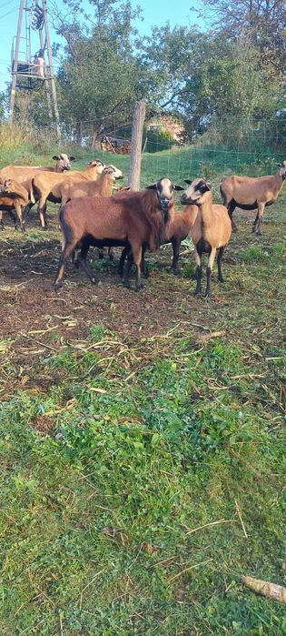 Barbadosy (owce,tryk)