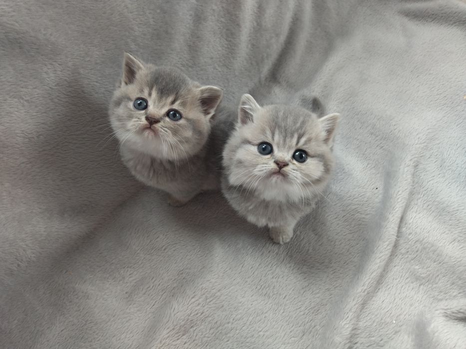 Неймовірні кошенята з росплідника WCF