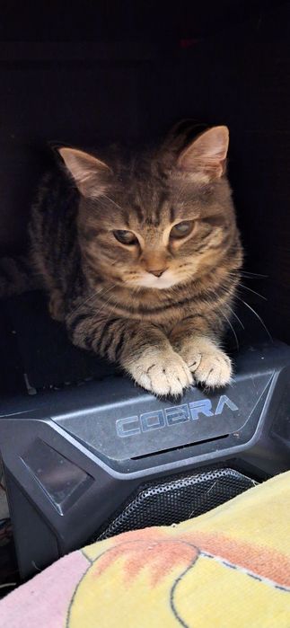 Прямоушки 2 девчульки