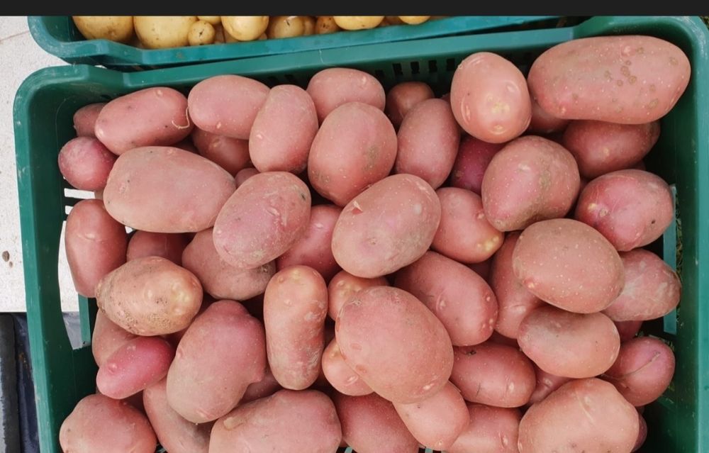 Ziemniaki na zime red sonia 15kg 25zl