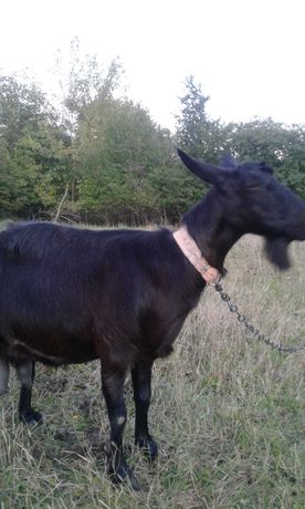 Коза 5,5 роки породи "Болгарська чорна" 3,5л молока.