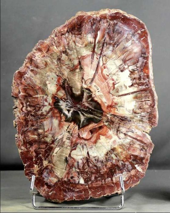 Vendo incrível Madeira Fossilizada