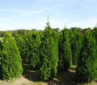 Thuja Smaragd 200,220,240,250cm! Tuja Szmaragd! Dowóz! Tuje! Sadzenie!