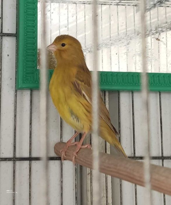 2 Canaria Timbrada espanhol