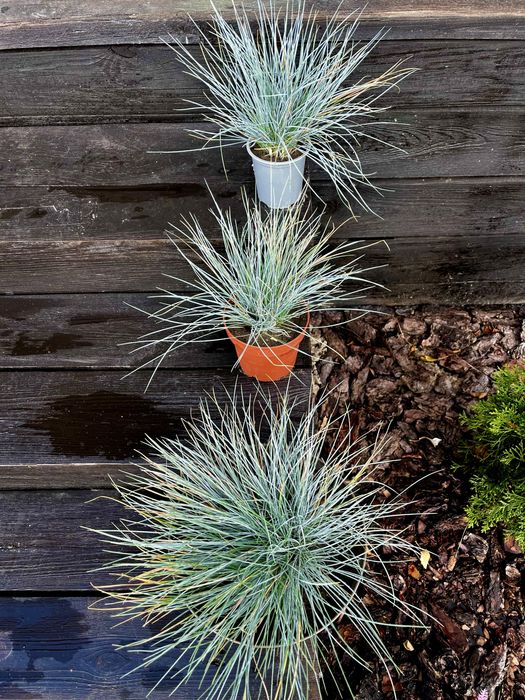 Овсянница сизая / голуьая