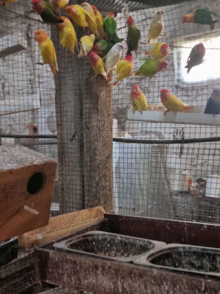 Agapornis roseicollis adultos a reproduzir