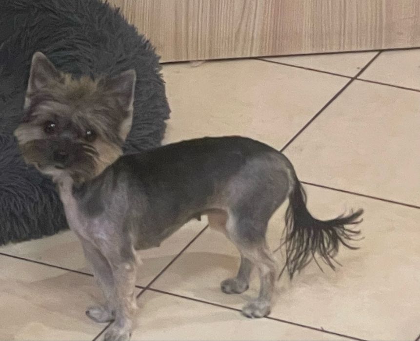 York Yorkshire Terrier suczka