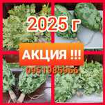 Веники віник из дуба, веник дубовый для сауны и бани 2025г