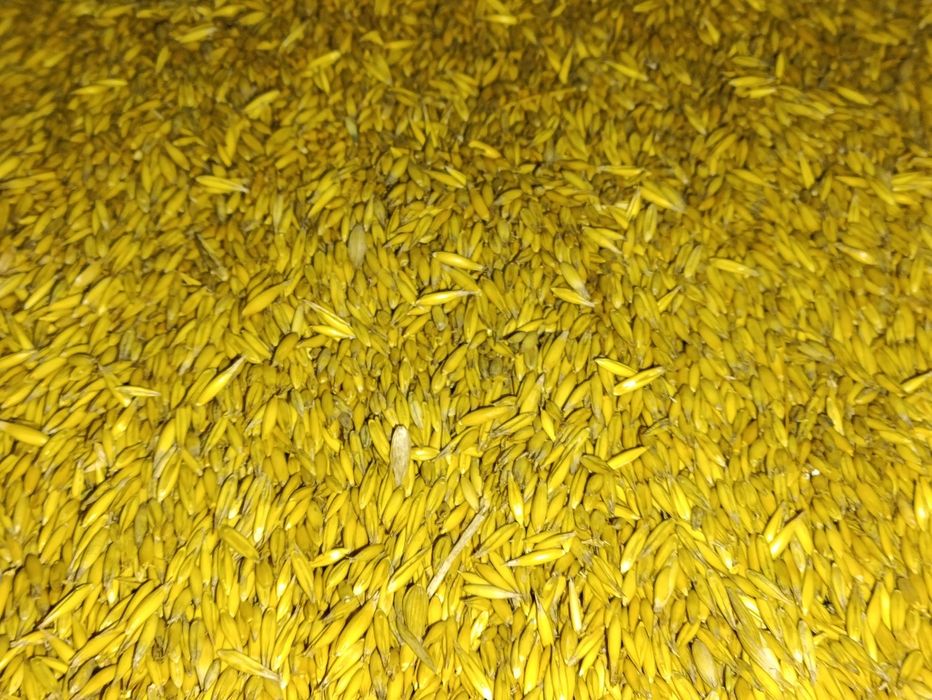 Sprzedam owies ze zbioru 2025