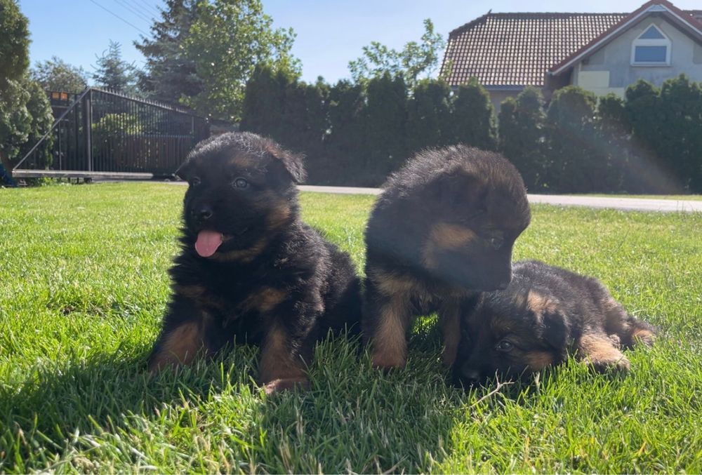 Owczarek Niemiecki Długowłosy. Szczeniak .