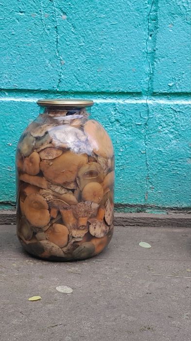 Опеньки 2025 , та інші гриби