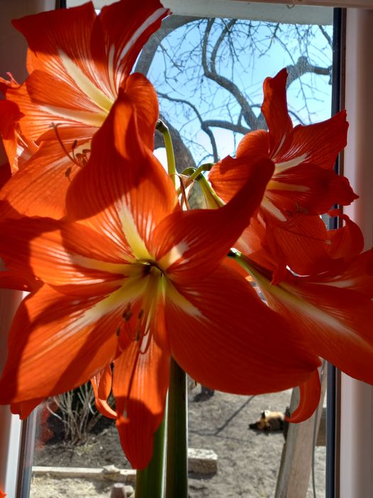 Гиппеаструм гибридний