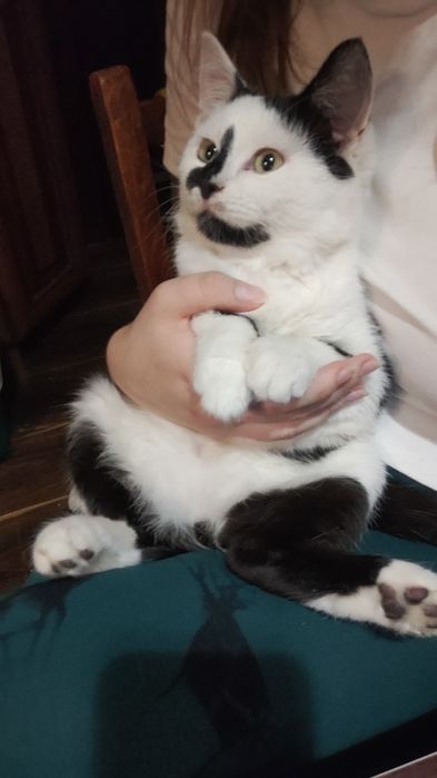 Милый котик ищет семью